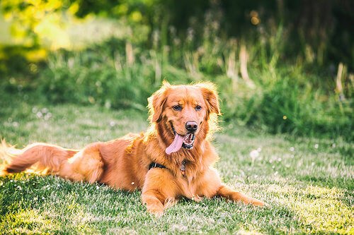 Was möchte ein Hund durch Zeichen der Ruhe mitteilen? Deine Tiere