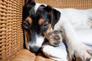 Hund mit Durchfall