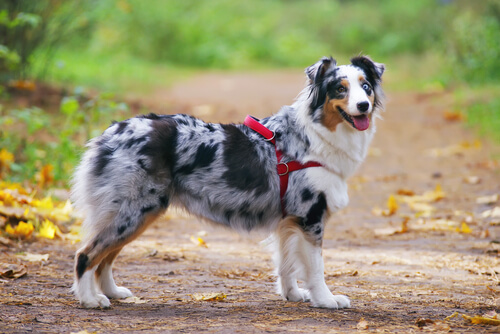 Hund mit Hundegeschirr