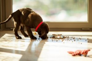 Wie oft soll der Hund nunt tasächlich gefüttert werden?