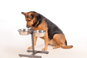 Wie oft am Tag muss ein Hund gefüttert werden?