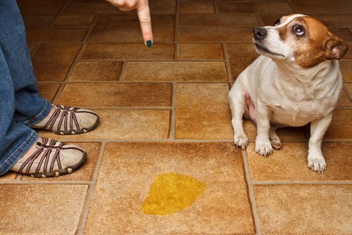 Hund pinkelt auf Boden