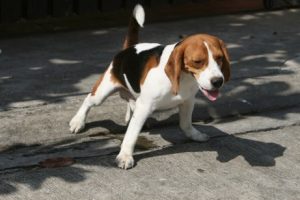 Definitive Methoden, damit dein Hund draußen pinkelt