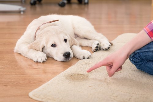 Hund pinkelt auf Teppich