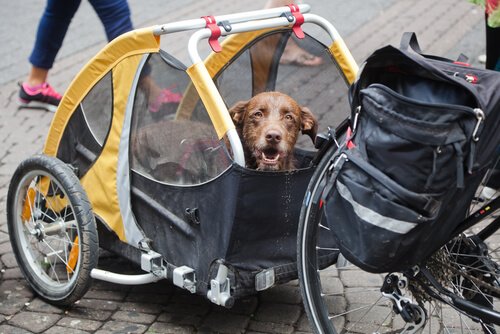 Hund reist im Fahrradanhänger durch ganz Peru Hund reist im Fahrradanhänger durch ganz Peru