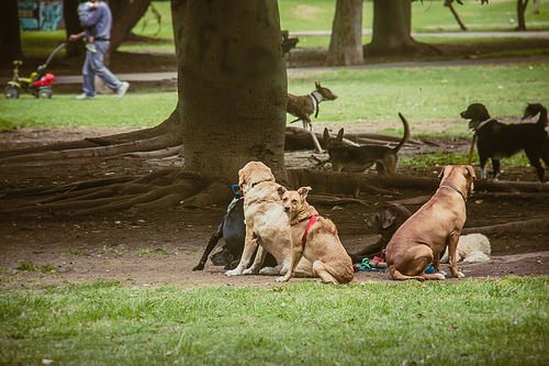Hundediebstahl verhindern