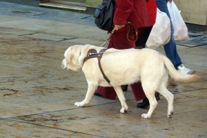 Sicher an der Leine mit dem richtigen Hundegeschirr
