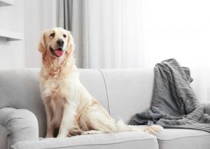 Hundehaare ohne großen Aufwand entfernen