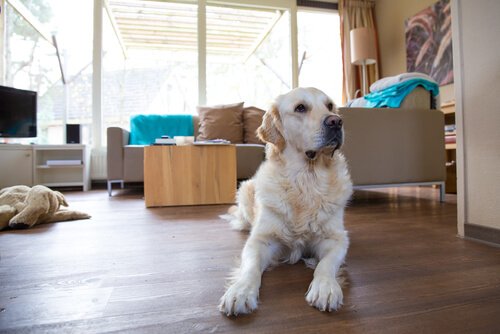 Hundehaare im Haus entfernen