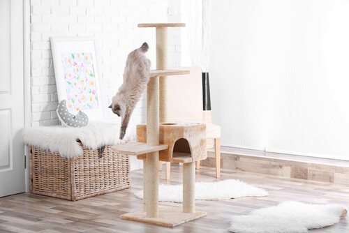 Katze zerkratzt Kratzbaum