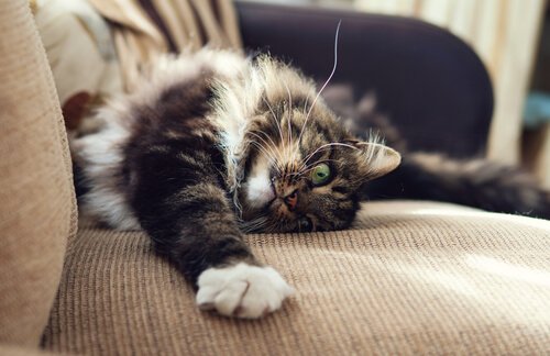 Katze zerkratzt Sofa