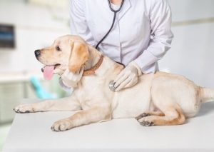 Krankenhaus für vergessene Tiere