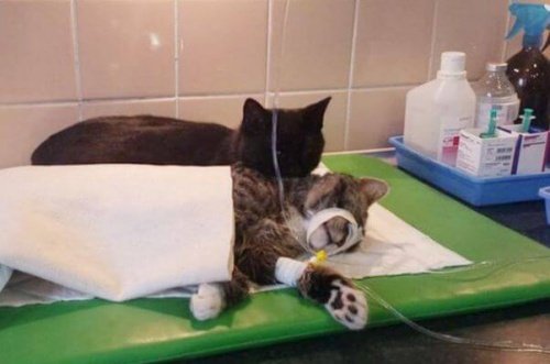 Katzen im Krankenhaus