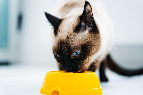 Nahrungsmittel können für Katzen giftig sein
