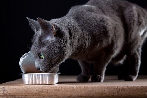 manche Lebensmittel sind für Katzen giftig
