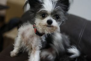 Wirksame Mittel gegen Hundeflöhe