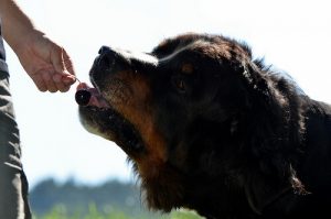 Natürliche Ernährung für Hunde