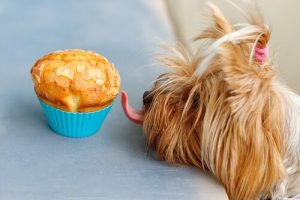 Rezepte für Hundekuchen