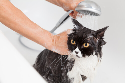 Katze baden