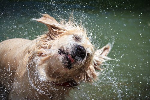 intensiver Geruch eines nassen Hundes