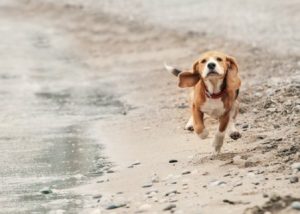 Hund macht Spaziergang am Strand