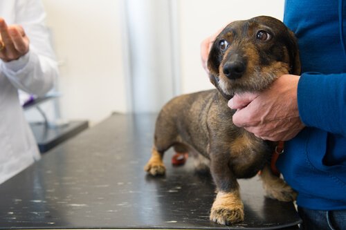 Tierarzt behandelt Vergiftungen bei Hunden