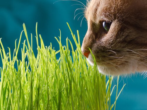 Katze schnuppert an Pflanzen, die zu Vergiftungen führen könnten