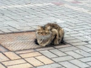 Verlassene Katze wartet über ein Jahr auf ihre Besitzer