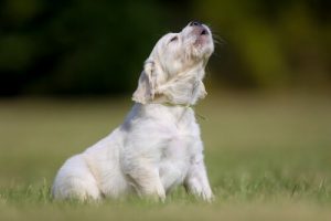 Warum heulen Hunde?
