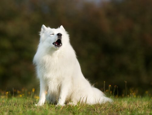 Warum heulen Hunde?