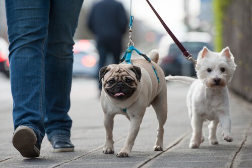 Hundediebstahl verhindern