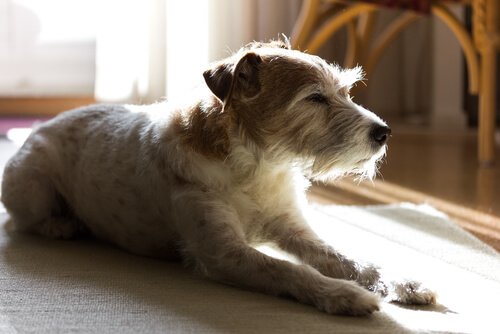 wie man einen Hund ans Alleinsein gewöhnt