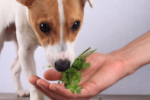 natürliche Ernährung für Hund