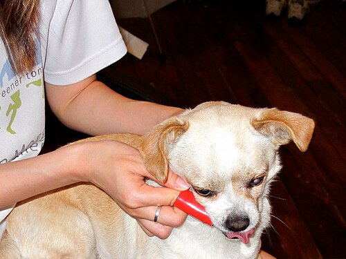 Wei entfernt man bei einem Hund den Zahnstein?