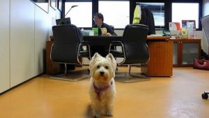 Bürohunde haben viele Vorteile!