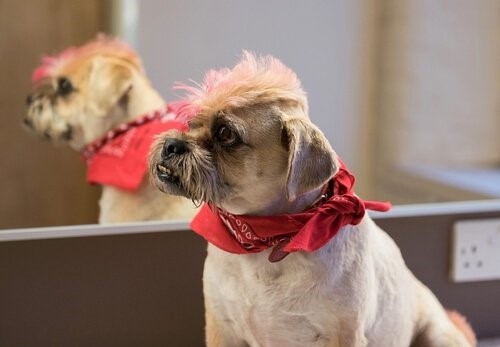 Das Färben von Haustieren - gefärbter Hund