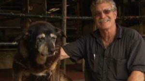 Der älteste Hund der Welt ist tot