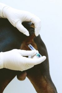 Die Analdrüsen des Hundes