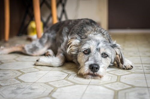 Die Angst bei Hunden - trauriger Hund