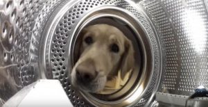 Die Besitzergreifung: Ein Hund rettet seinen Freund aus der Waschmaschine
