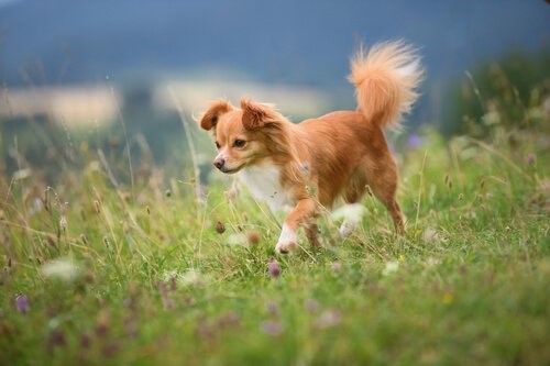 Die Chihuahuas - Chihuahua auf Wiese
