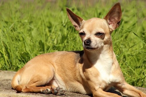 Lerne alles über Chihuahuas
