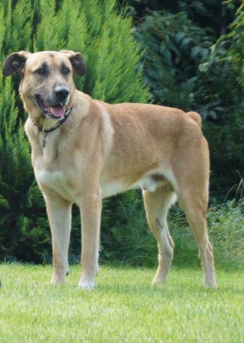 Die Stewardess und der Straβenhund Deine Tiere