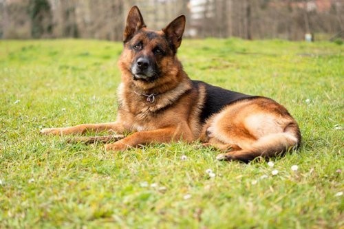 Die grenzenlose Liebe eines Hundes für seinen Besitzer der ins Krankenhaus eingeliefert wurde
