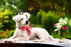 Dinge, die Hunde hassen und du niemals tun solltest!