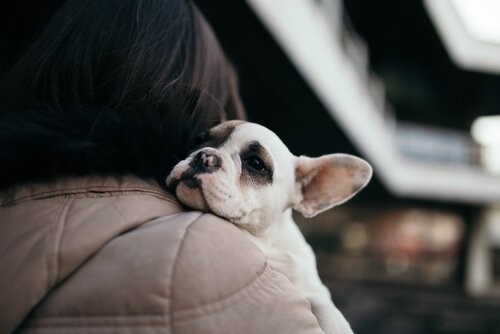 Es ist besser zu adoptieren - Hund im Arm seines Frauchens