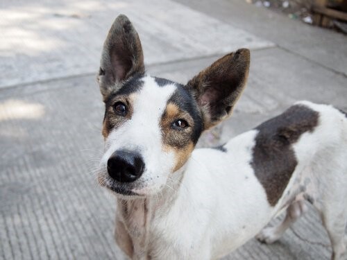 Eine emotionale Kampagne, um ausgesetzte Hunde zu adoptieren