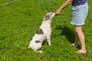 7 Fehler in der Hundeerziehung
