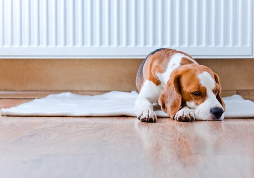 Fieber beim Hund messen