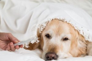 Fieber beim Hund messen